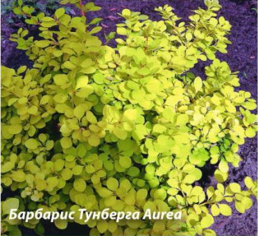 барбарис Тунберга Aurea