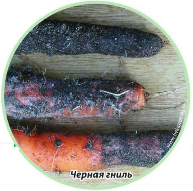 черная гниль (альтернариоз)