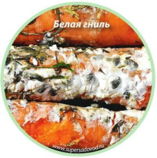Белая гниль (склеротиниоз)