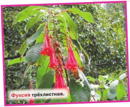 фуксия трёхлистная
