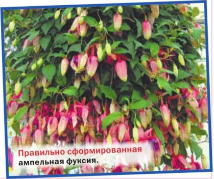 ампельная фуксия