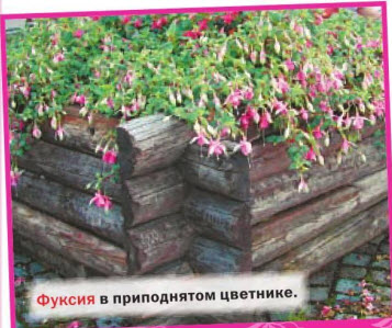 Фуксия в приподнятом цветнике