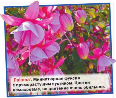 Paloma Миниатюрная фуксия с пряморастущим кустиком