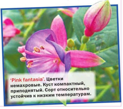 Pink fantasia цветки немахровые, куст компактный. Сорт устойчив к низким температурам 