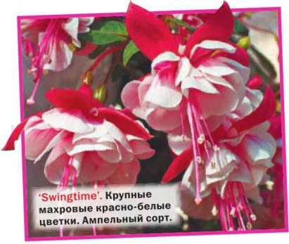 Swingtime - ампельный сорт фуксии