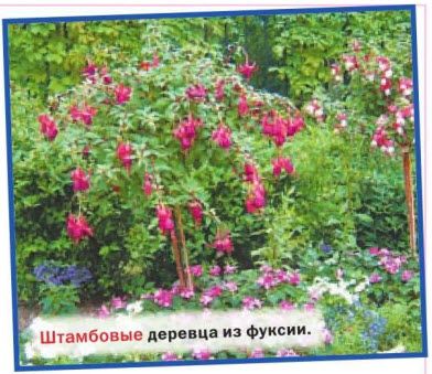 Штамбовые деревцы из фуксии
