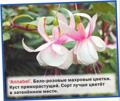 Annabel фуксия