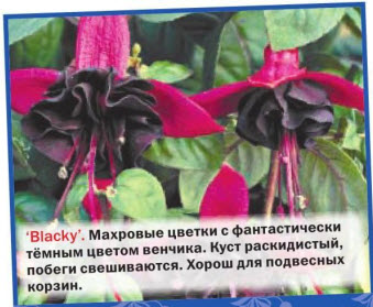 фуксия Blacky 