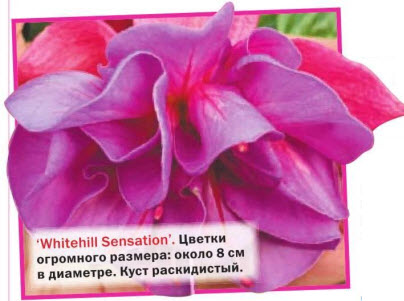 Фуксия Whitehill Sensation