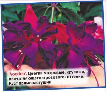 Фуксия Voodoo