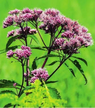 ПОСКОННИК ПУРПУРНЫЙ (Eupatorium purpureum)