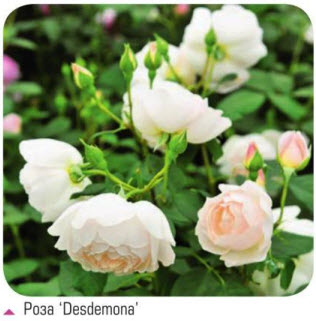 Роза Desdemona