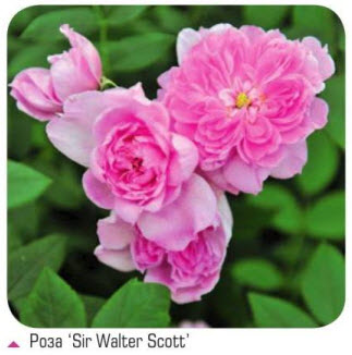 роза Sir Walter Scott