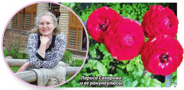 Ранункулюс (лютик садовый)