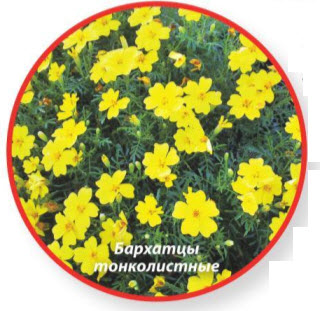Бархатцы тонколистные (Т. tenuifolia) 