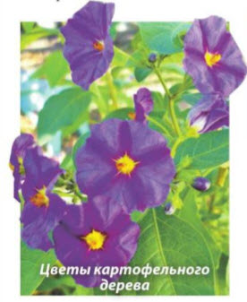 Цветы картофельного дерева