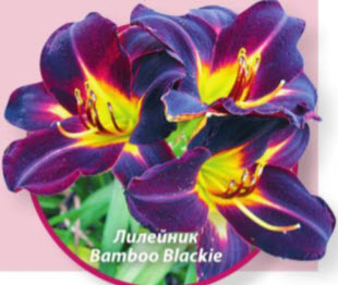 Лилейник гибридный (Hemerocallis x hybrid) Bamboo Blackie