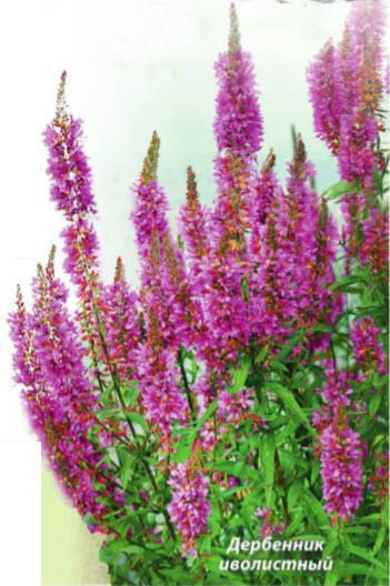 Дербенник иволистный (Lythrum salicaria)