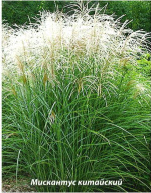 Мискантус китайский (Miscanthus sinensi)
