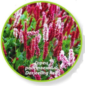 горец родственный Darjeeling Red
