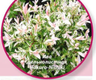 Ива цельнолистная (Salix Integra) Hakuro-Nishiki