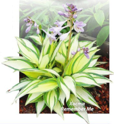 Хоста гибридная (Hosta x hybrid) Remember Me