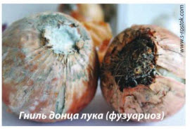 Белая гниль донца лука (фузуариоз)
