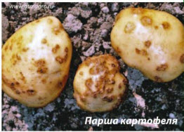 Парша картофеля