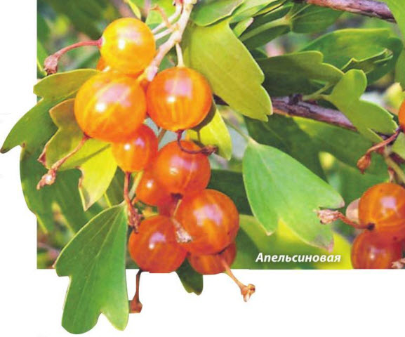 Апельсиновая смородина