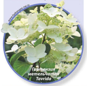 гортензия метельчатая Tardiva