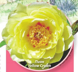 пион Yellow Crown