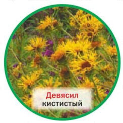 Девясил кистистый