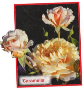 роза ‘Caramella’ (W. Kordes’ Sohne, 2001)
