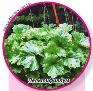 пельтифиллум