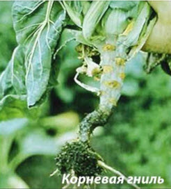 Корневая гниль