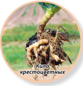 Кила крестоцветных