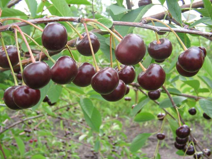 cherry_5
