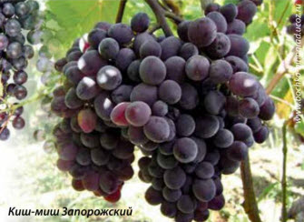 Киш-миш Запорожский