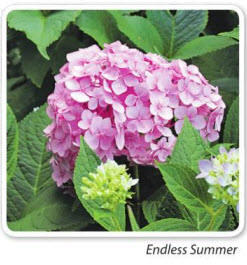 гортензия Endless Summer