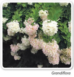 гортензия  Grandiflora