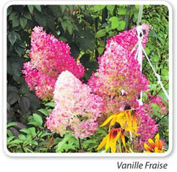 гортензия Vanille Fraise