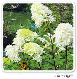 гортензия Lime Light
