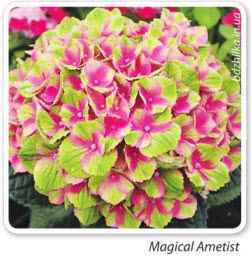гортензия Magical Ametist