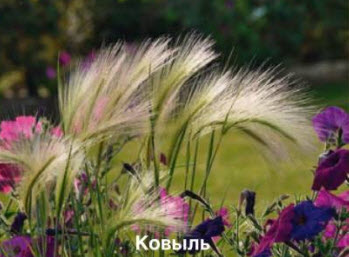 Ковыль