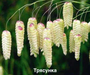 Трясунка