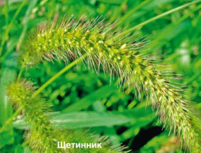 Щетинник