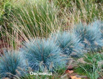 Овсяница