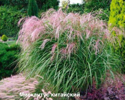 Мискантус китайский