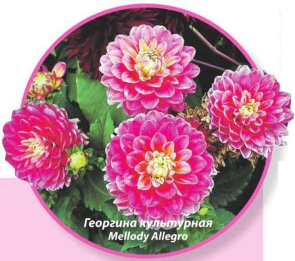 Георгина культунная Mellody Allegro