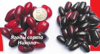 кизил ягоды сорта Никола